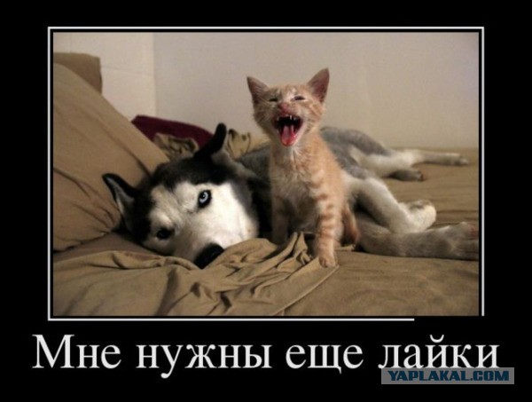 25 котофотоприколов.