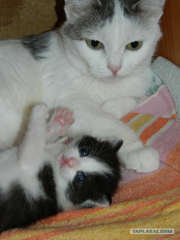 Котовторник 12.03.13