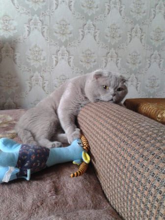 Котовторник  21.07.2015