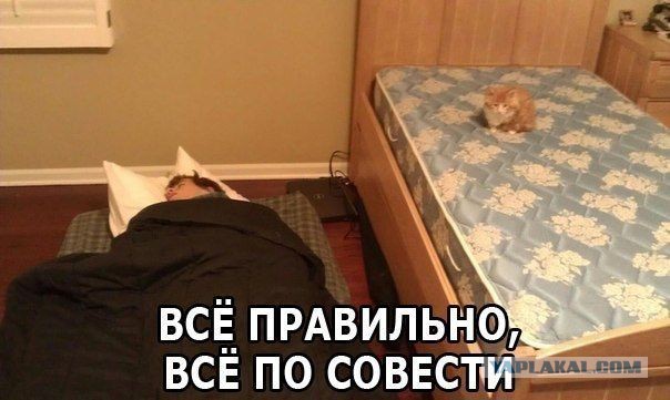 Как спят кошки....