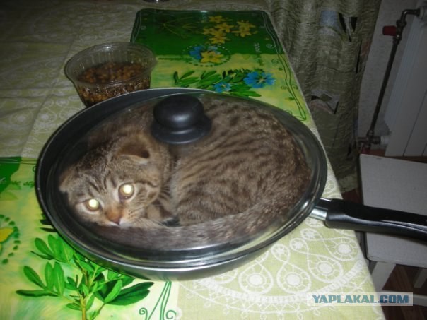 Кто съел сметану?
