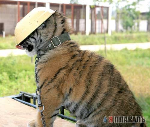 ДИКИЕ КОШКИ