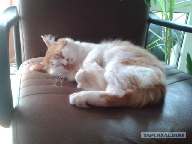 Котовторник 15.03