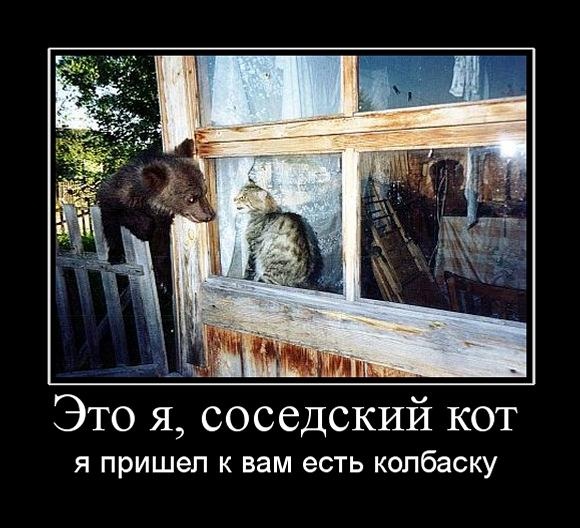 Демы к котовторнику!