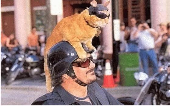 Первый ноябрьский котовторник!