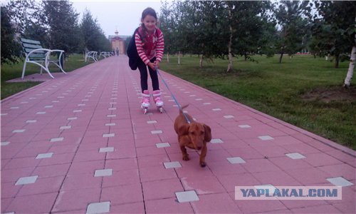 Такса  это навсегда