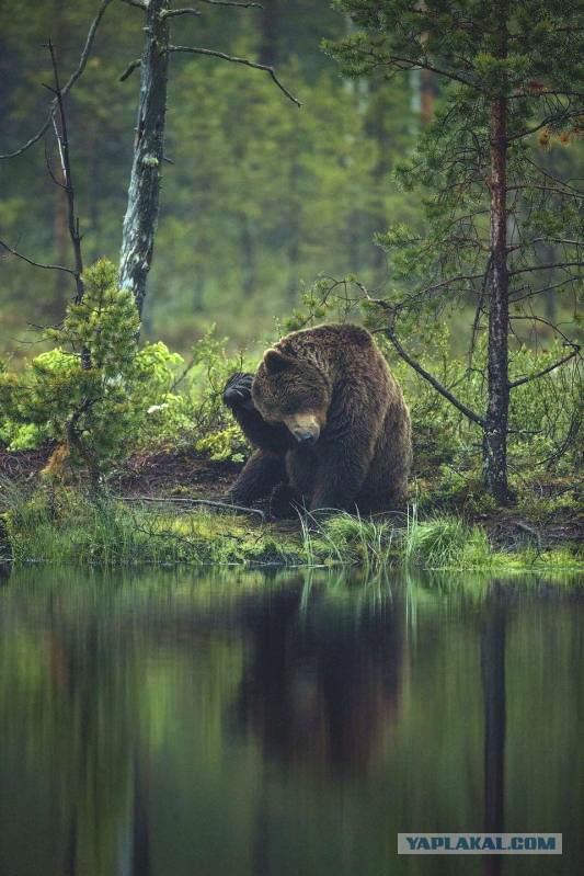 Жизнь бл*цкая