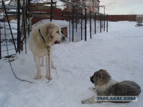 Крупные хищники