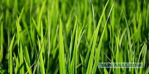 Отказалась употреблять рвоту пчел