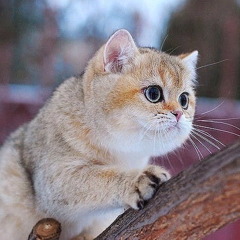 Коты из сети