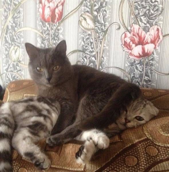 Коты и Кошки