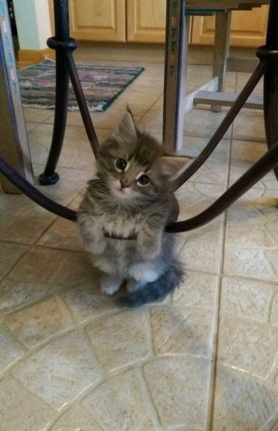 Коты и Кошки