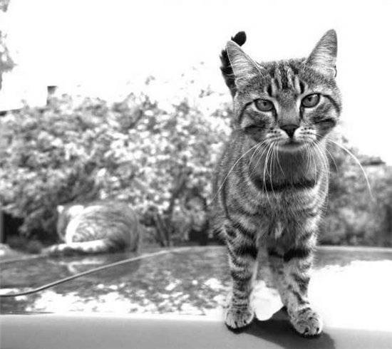Коты и Кошки