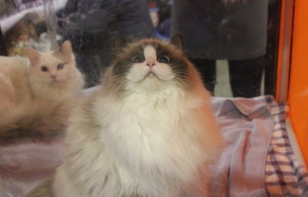 Коты и Кошки