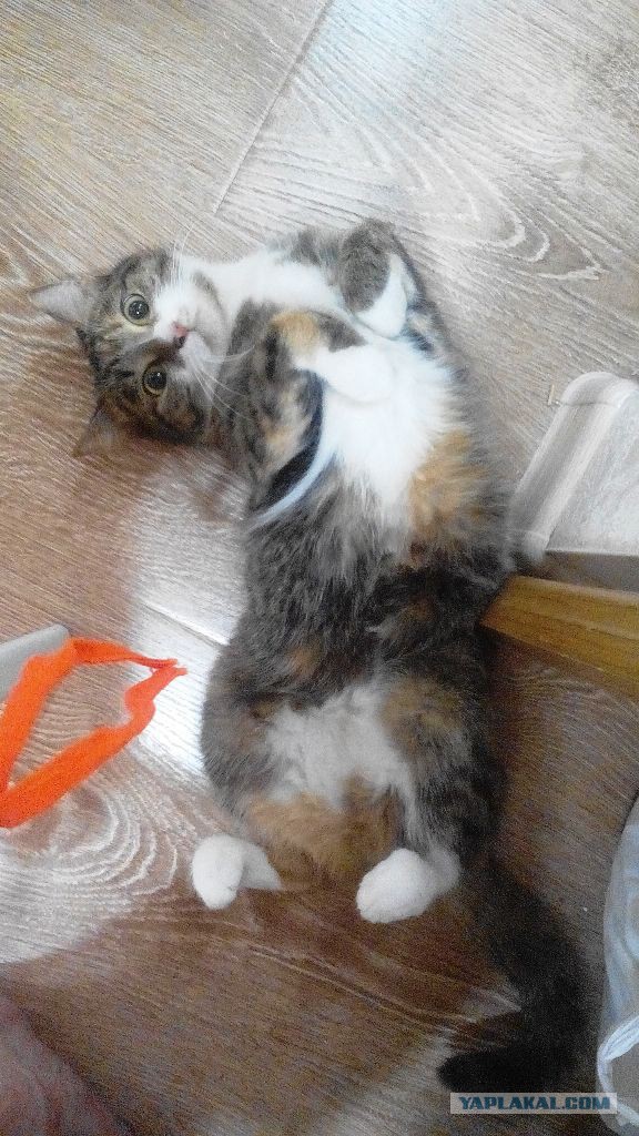 Котовторник 29.08.2017