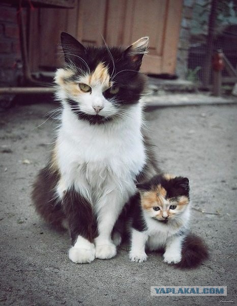 Коты и Кошки