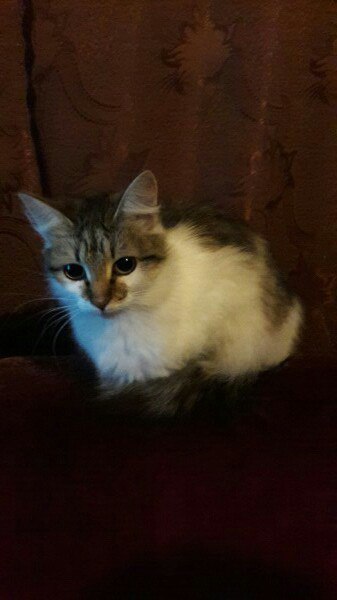 Коты и Кошки