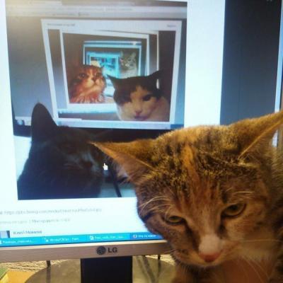Подборка настоящих котов