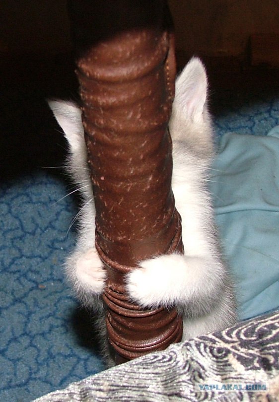 Котовторник ужасов (36 фот)