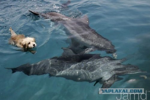 Собака и дельфины (11 фотографий и текст)