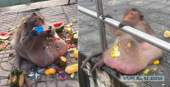 В день города Томска, местная кондитерская фабрика раскидала в толпу 150 килограммов пирожного «картошка»