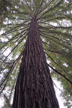 10 удивительных созданий растительного мира