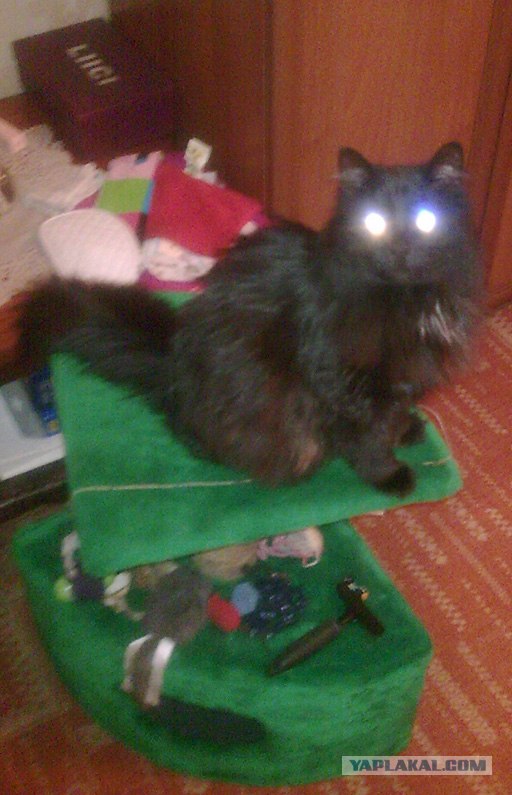 Котовторник!