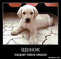 Такая разная собака