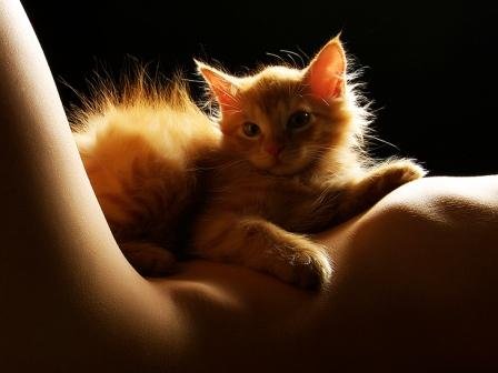 Котовторник! 08.11.11