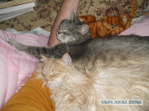 Котовторник 22.11.11