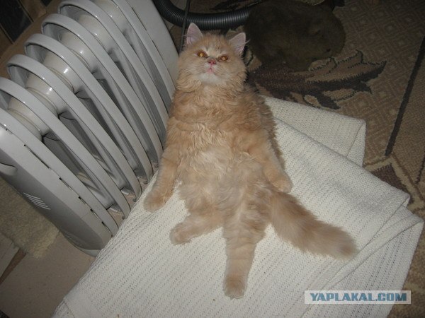 Котовторник 27.12.11