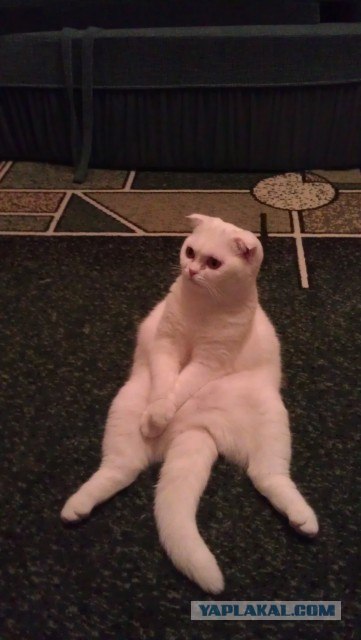 Котовторник (10.01.2012)