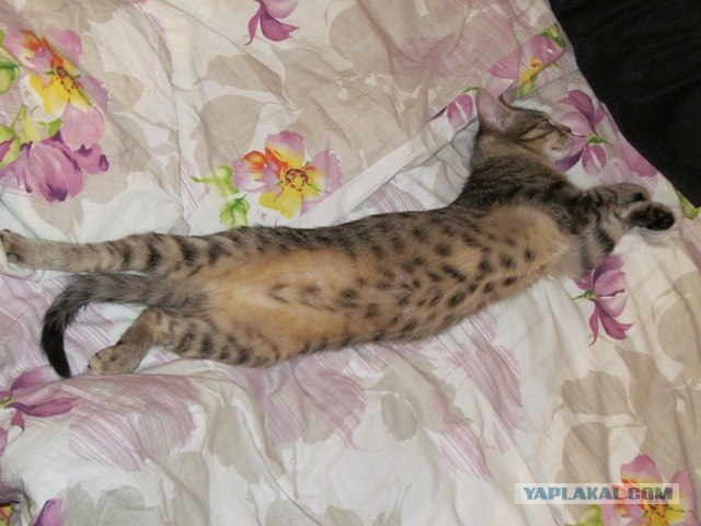 Котовторник на 26.06.12