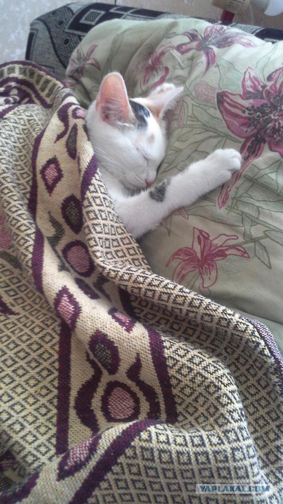 Кошки, которые заснули в самых невообразимых позах