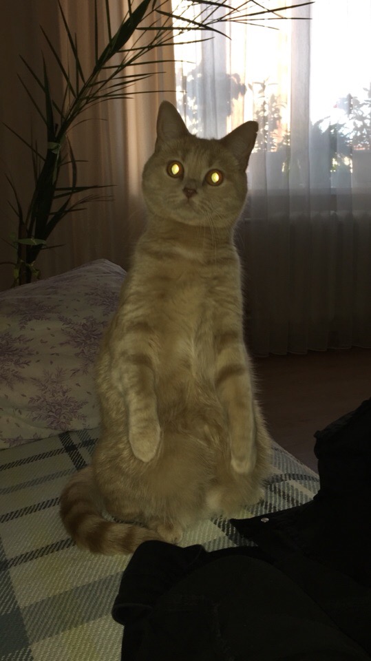 Забавные фото котеек