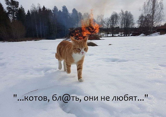 От ведь зараза какая!
