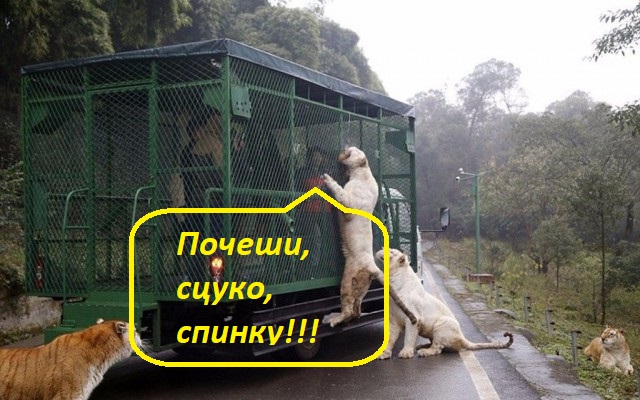 Дикий котовторник 25.06.19