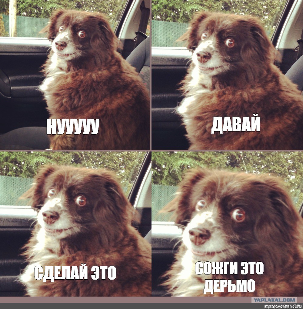 Собака заводи машину