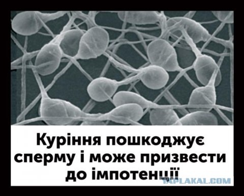 Австралийцы - курите "на здоровье