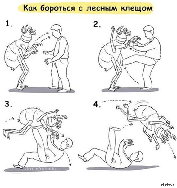 Помогите опознать насекомое. Кажется в Москве проснулись клещи