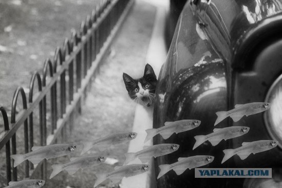 Фотожаба: Кот