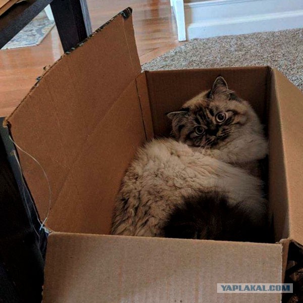 Котовторник. Тара - наше всё!