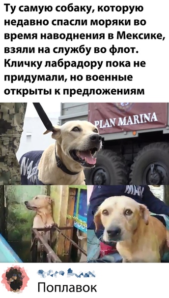 Картинки разнообразные. На злобу дня и на доброту (19.11)