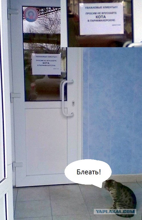 Не впускайте кота в парикхмахерскую)))