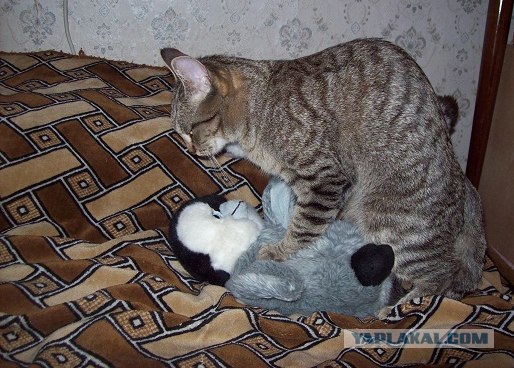 Кот-пихун.