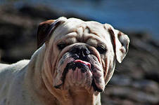 Все бабы как бабы, а я Богиня