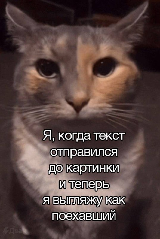 Весёлый полтишок 06.06.25