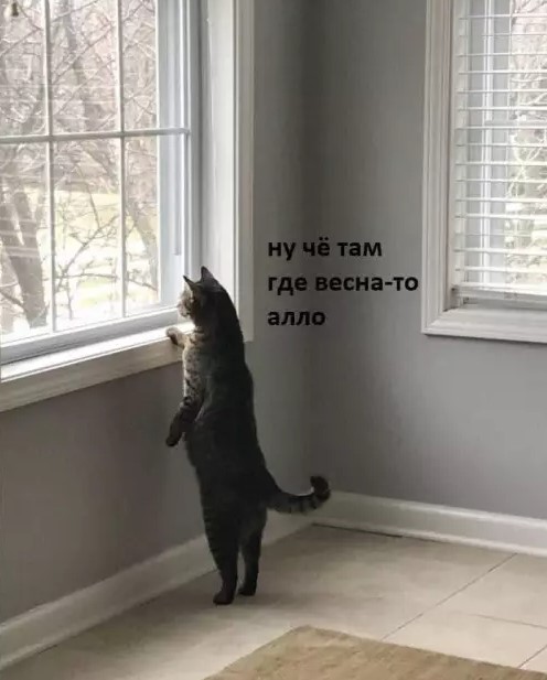 Котямбосы
