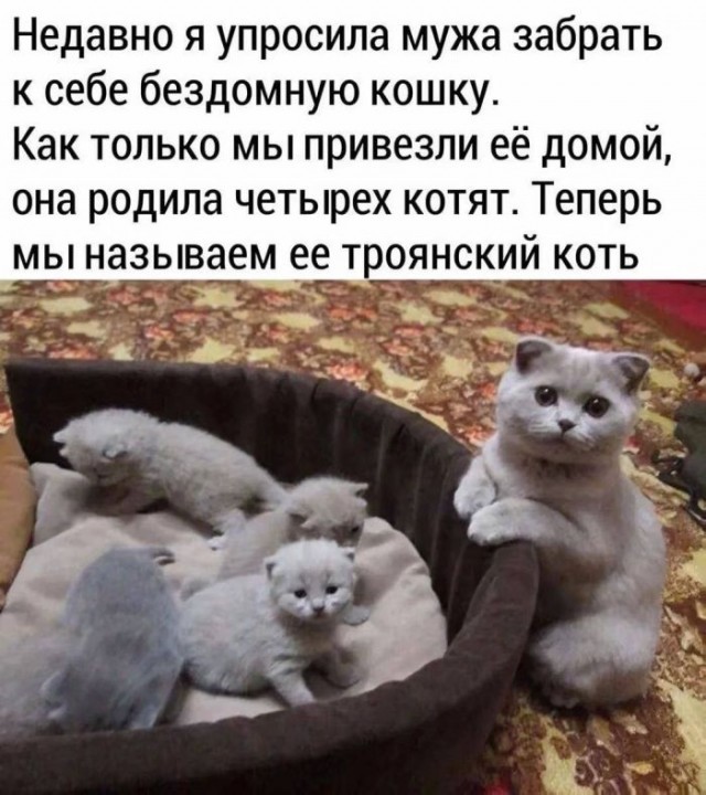 Подборка картинок-баянов с котиками и про котиков. Выпуск 34.