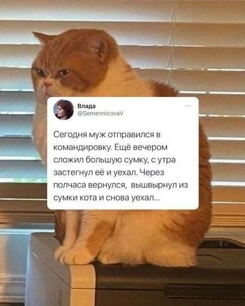 Котовторник